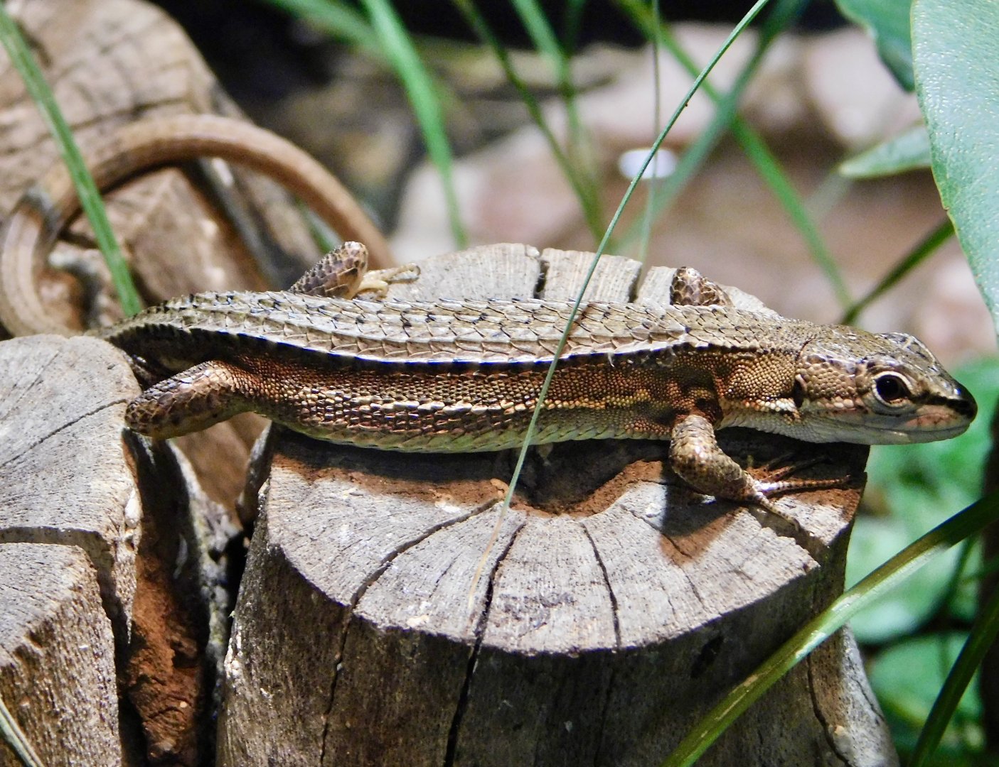 Japanese Grass Lizard (Takydromus tachydromoides) November 29, 2025
