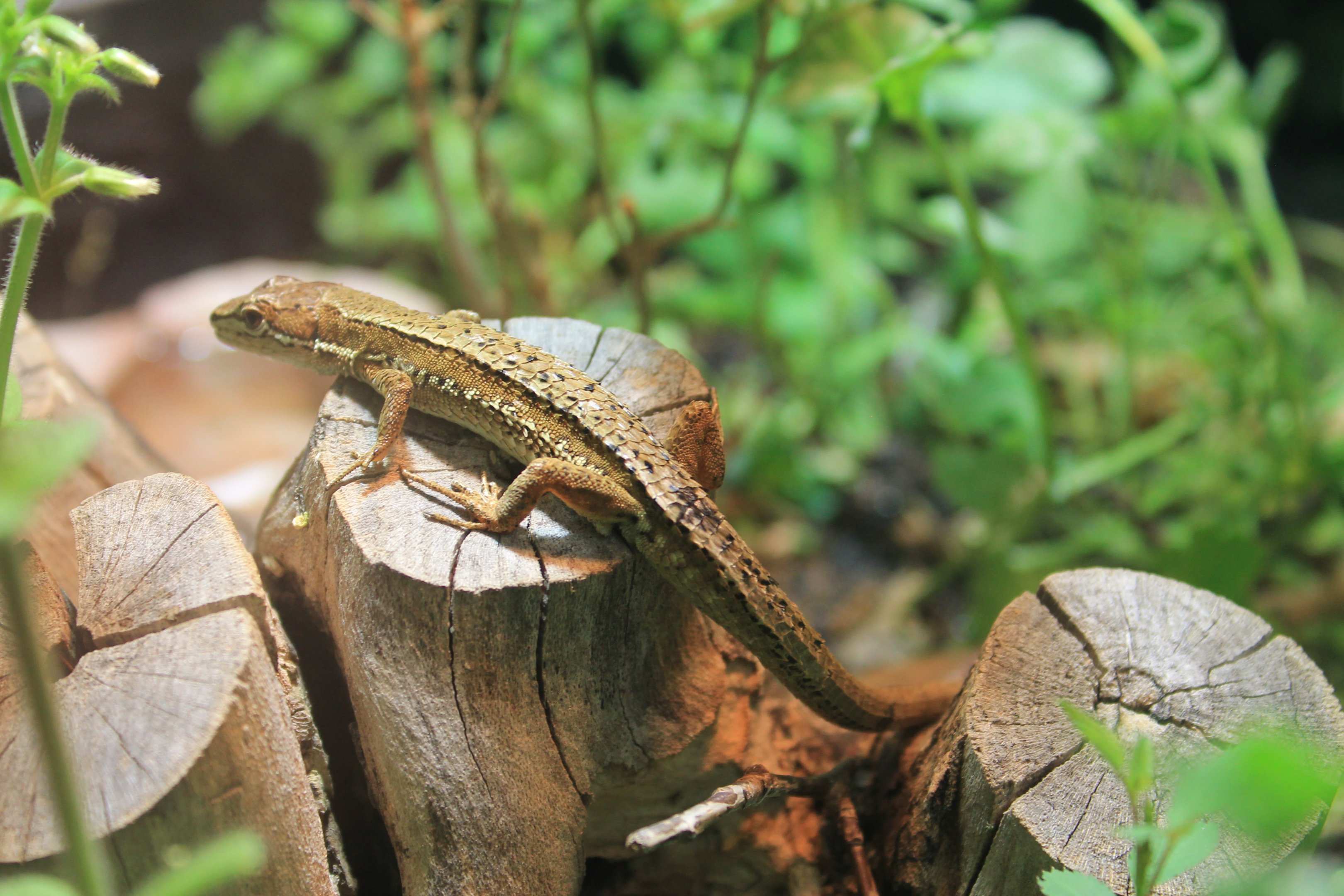 Japanese Grass Lizard (Takydromus tachydromoides)