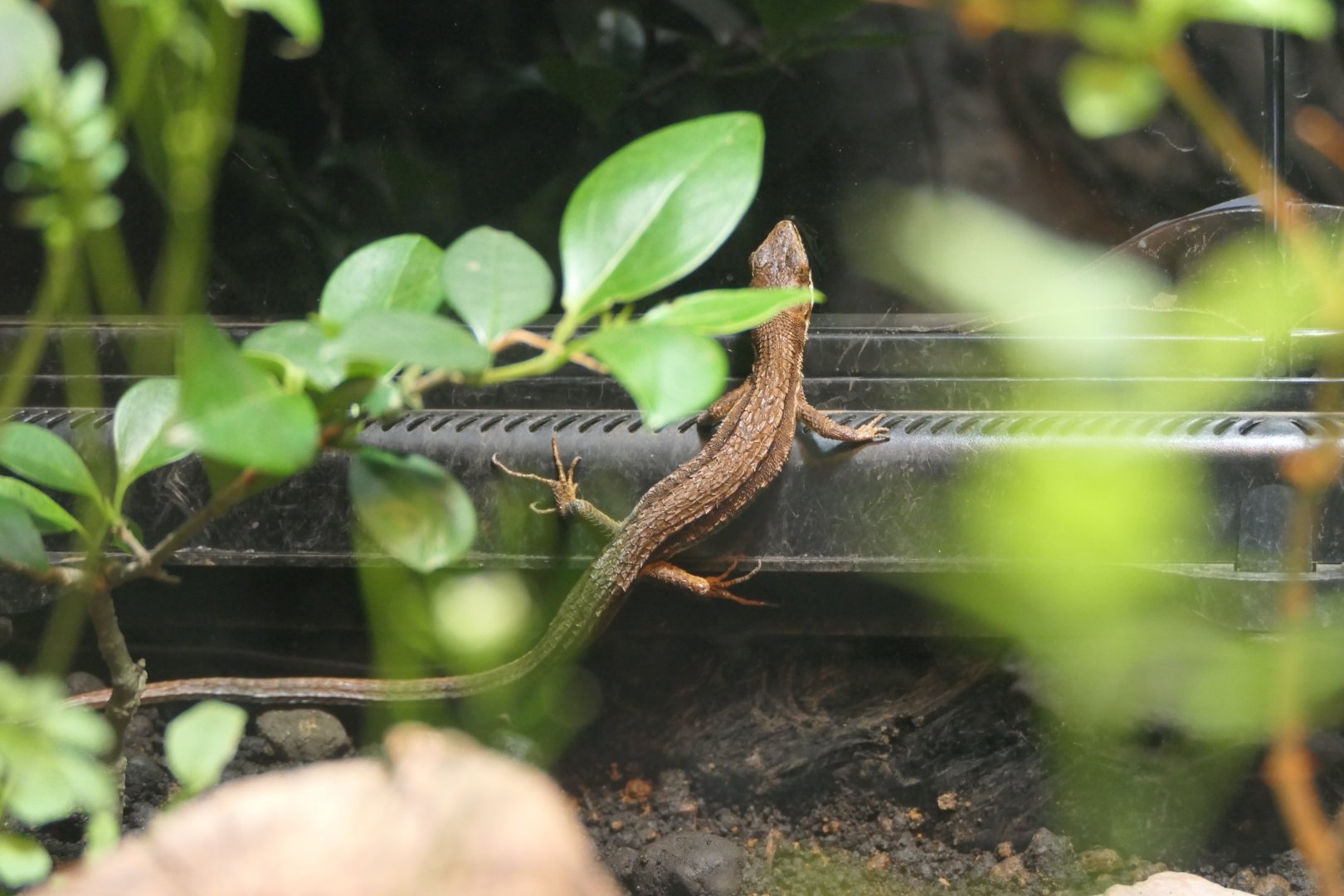 Japanese Grass Lizard (Takydromus tachydromoides)