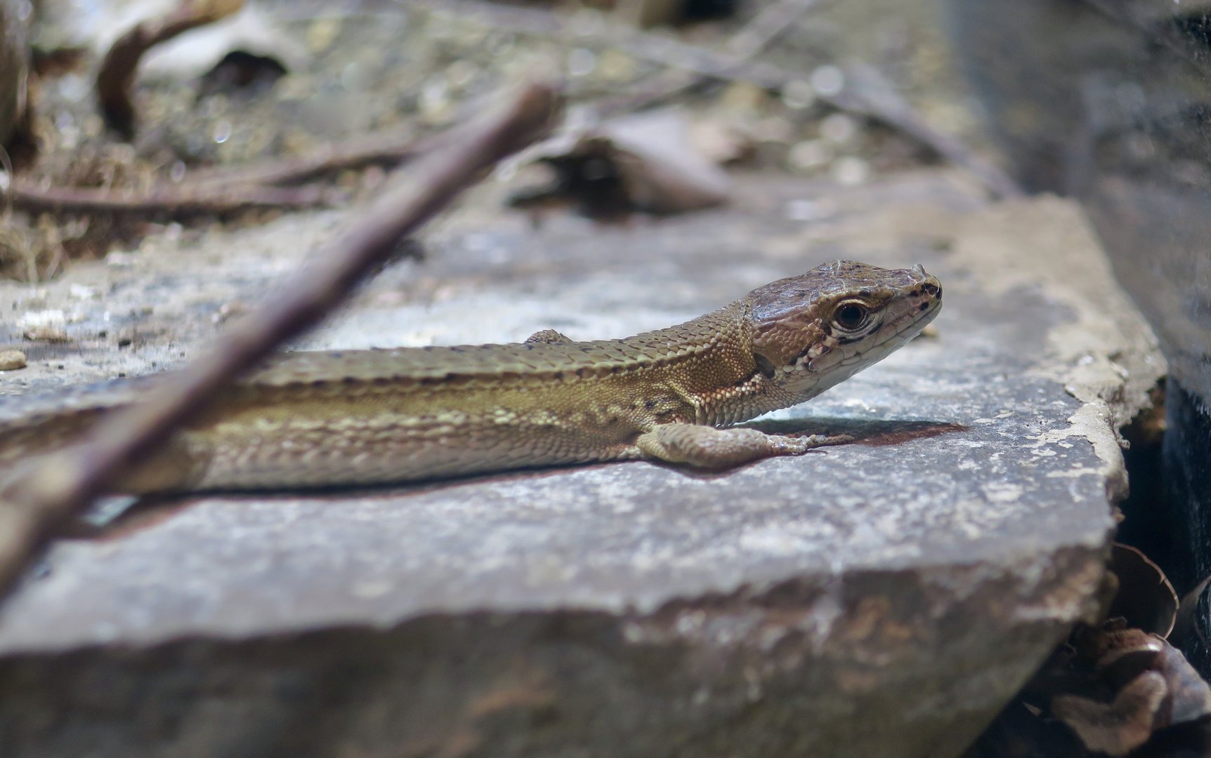 Japanese Grass Lizard (Takydromus takydromoides)