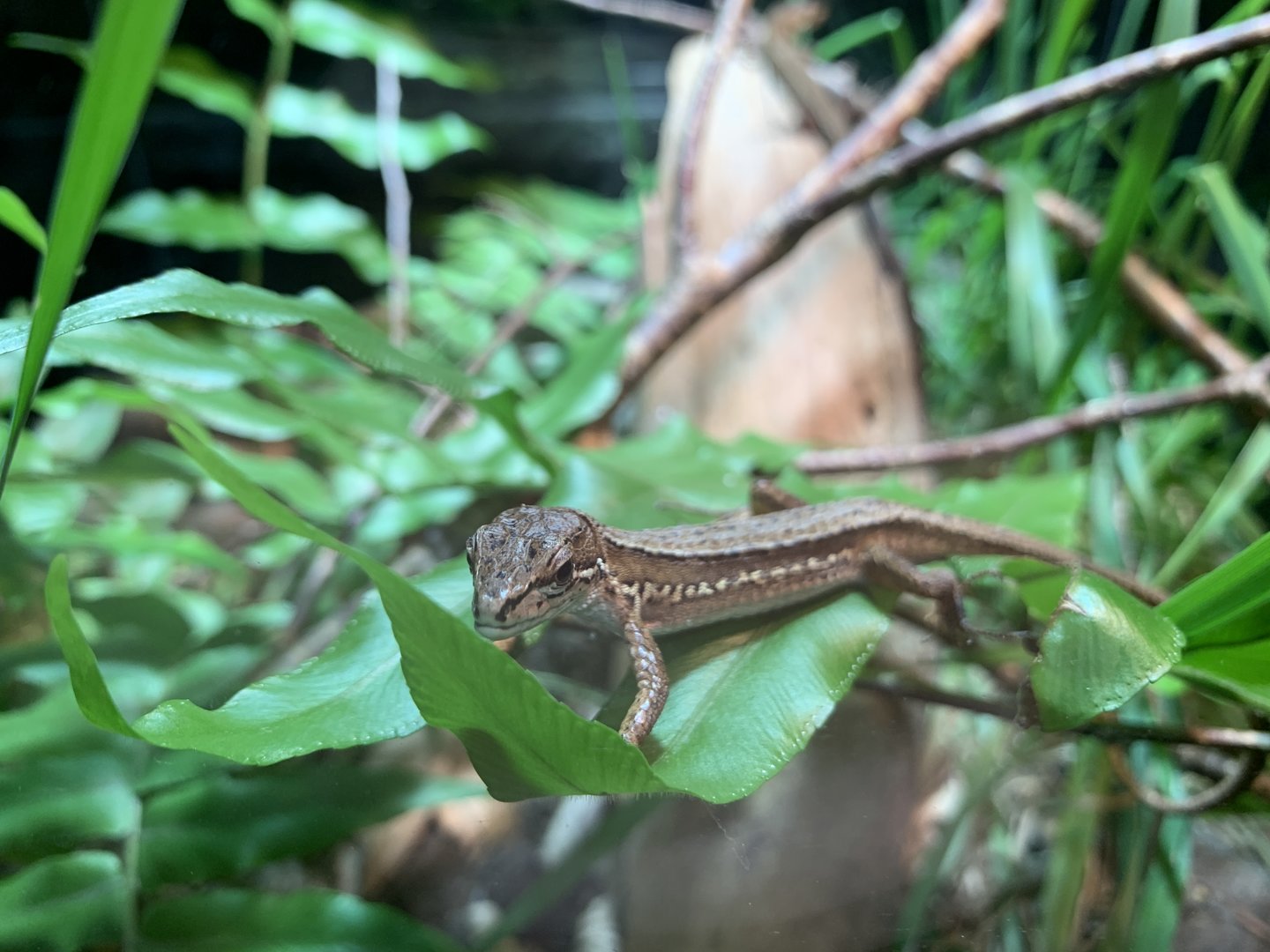 Japanese Grass Lizard