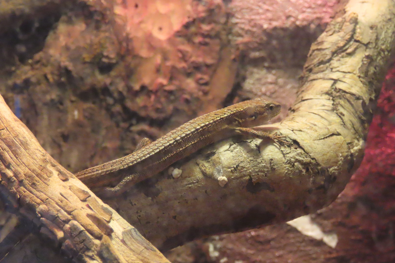 Japanese grass lizard