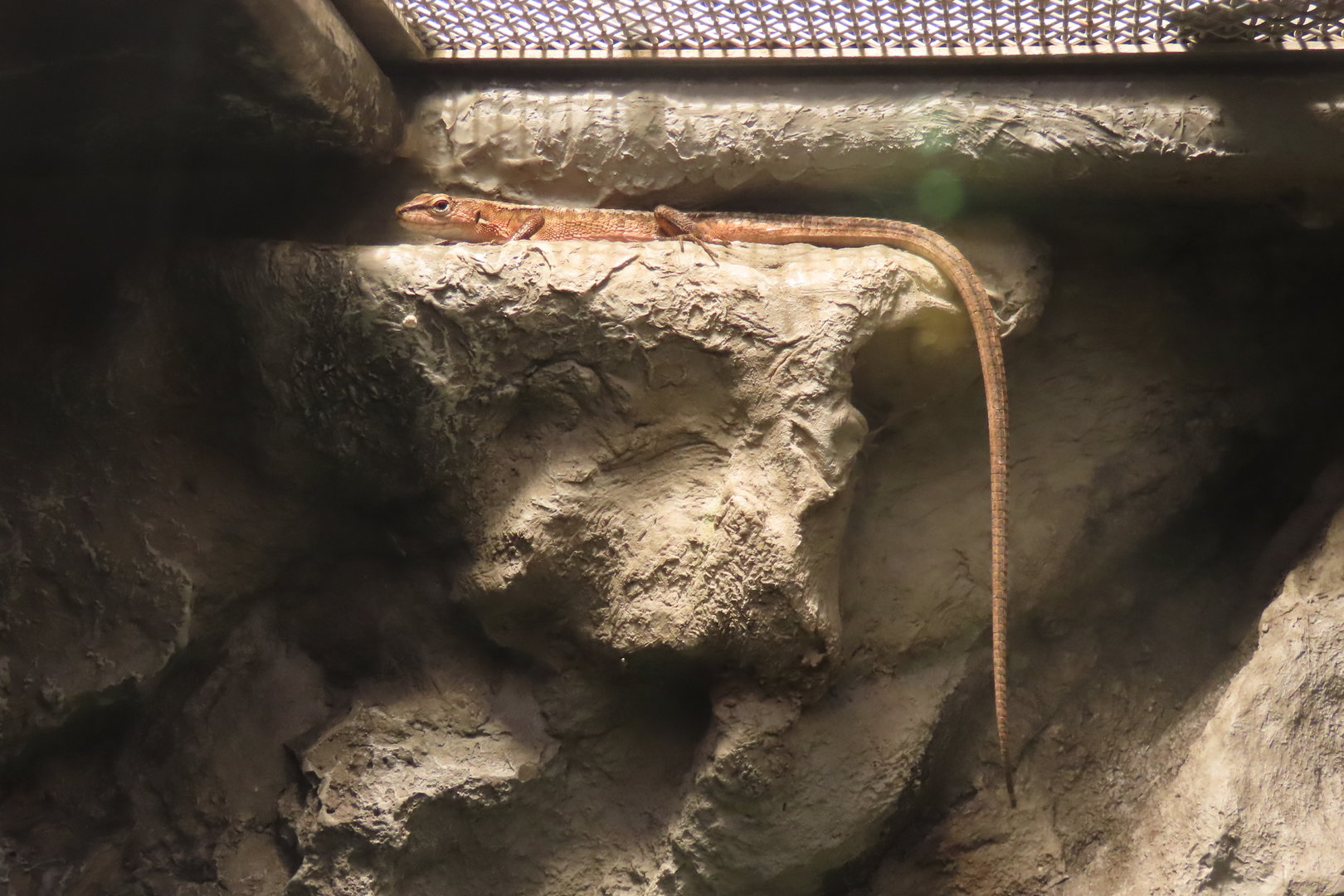 Japanese grass lizard