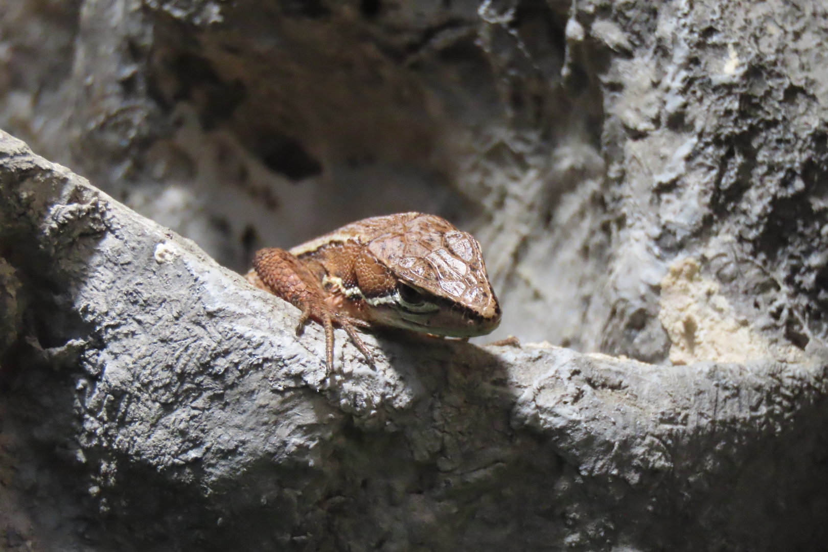 Japanese grass lizard