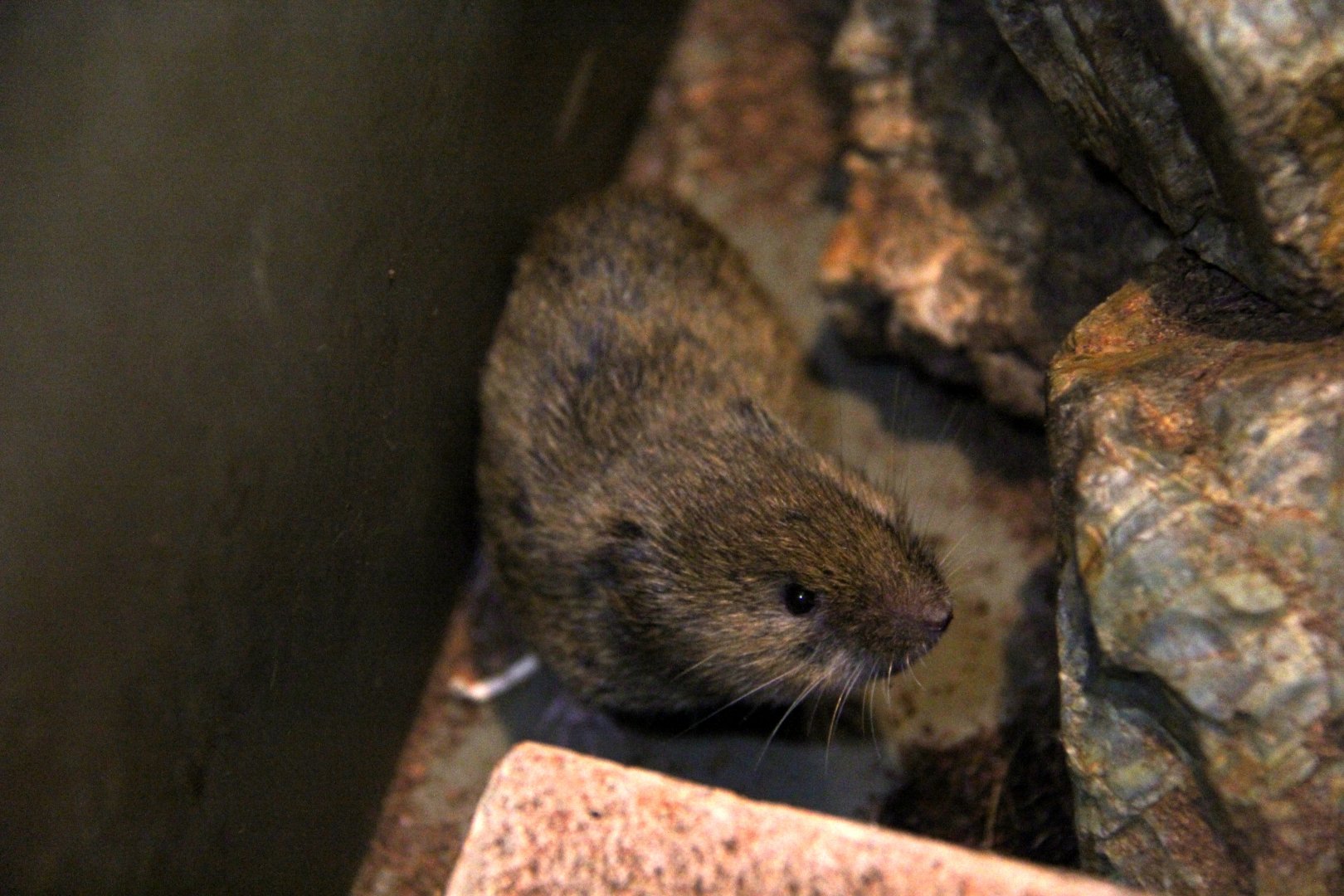 Japanese grass vole (Microtus montebelli)