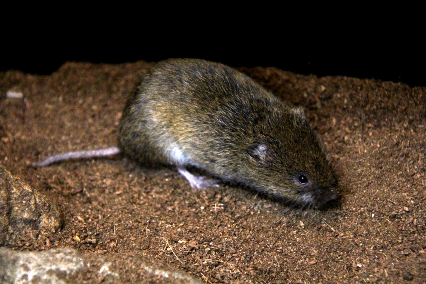 Japanese grass vole (Microtus montebelli)