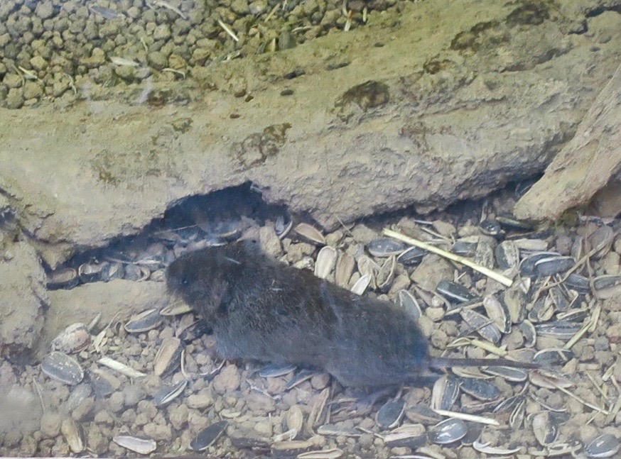 Japanese Grass Vole (Microtus montebelli)