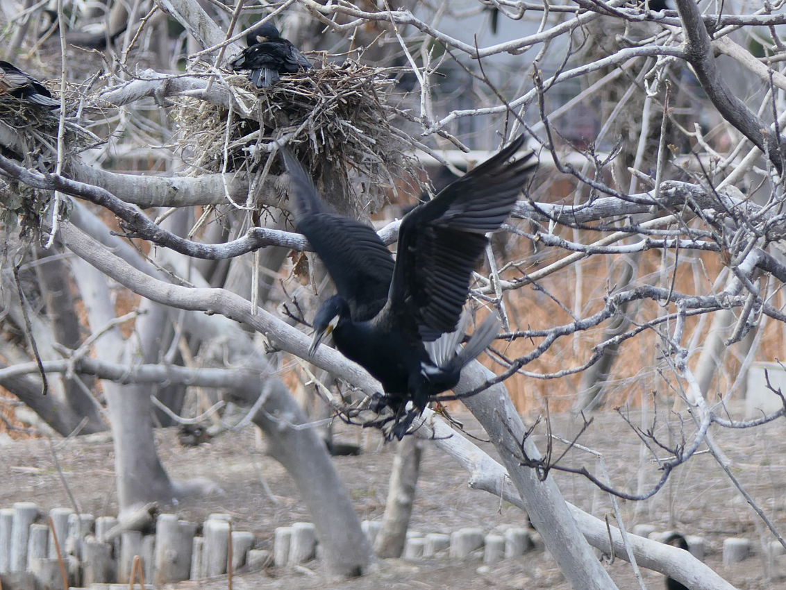 Japanese Great Cormorant (Phalacrocorax carbo hanedae)
