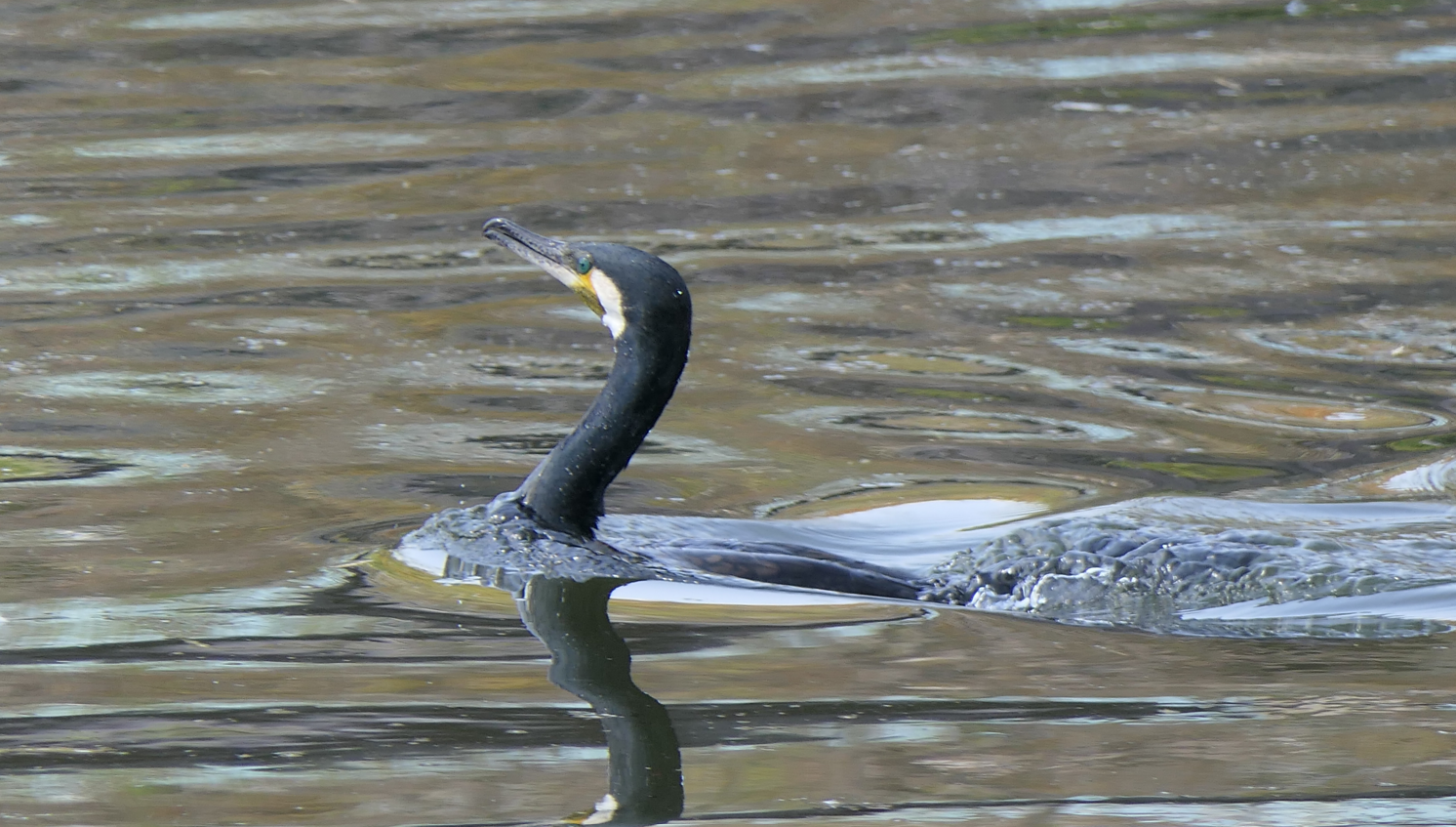 Japanese Great Cormorant (Phalacrocorax carbo hanedae)