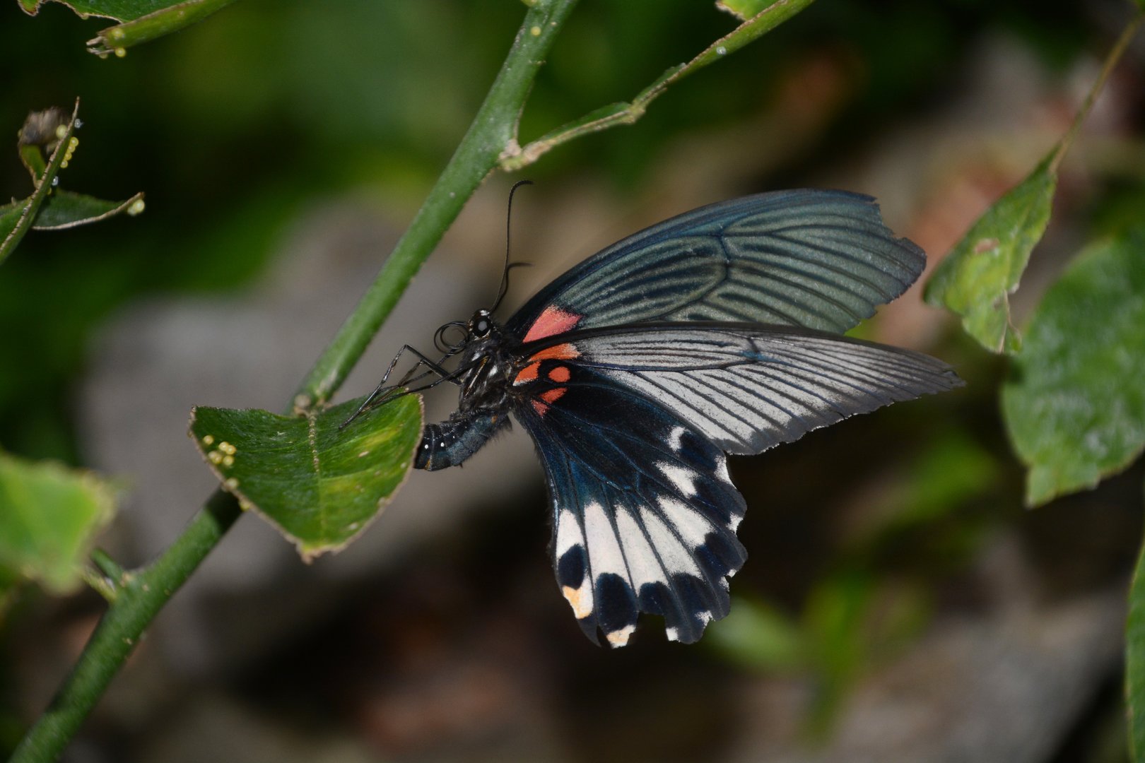 Japanese great mormon butterfly (Papilio memnon thunbergii)