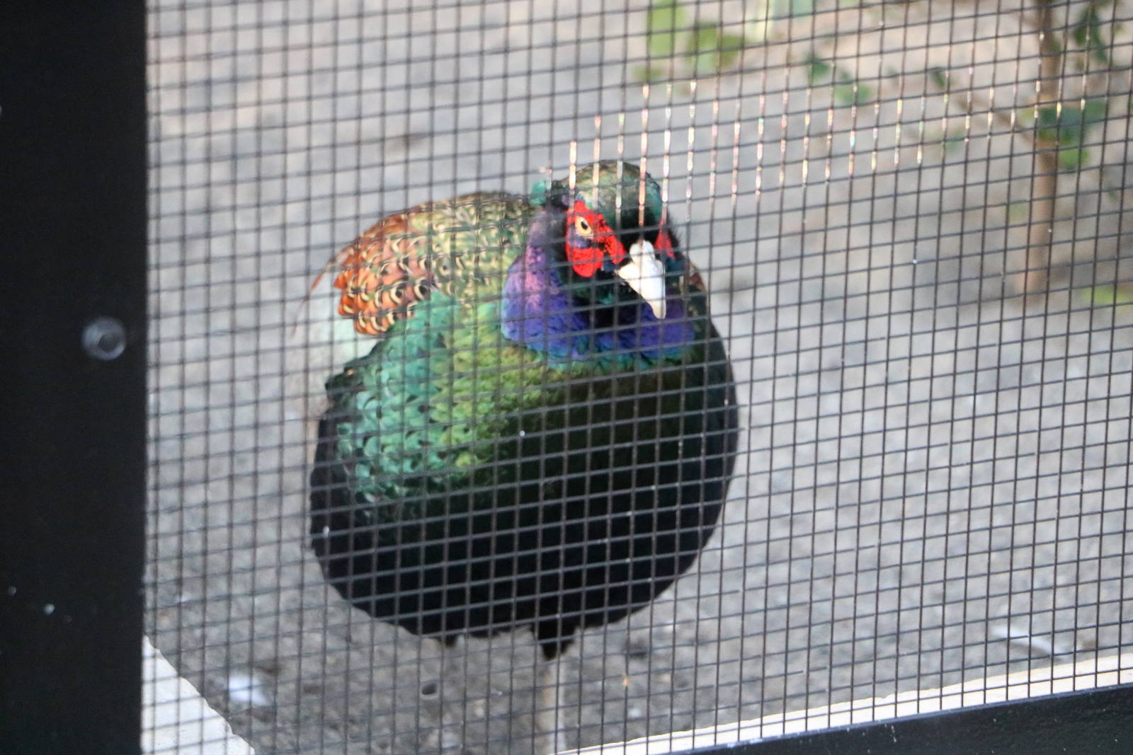 Japanese (green) pheasant, February 2016