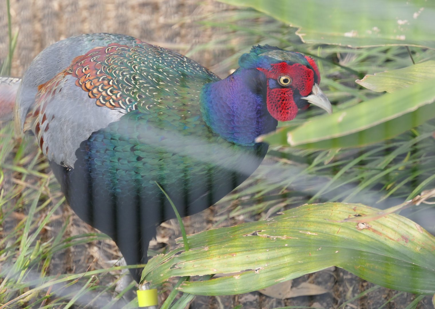 Japanese Green Pheasant (Phasianus versicolor)