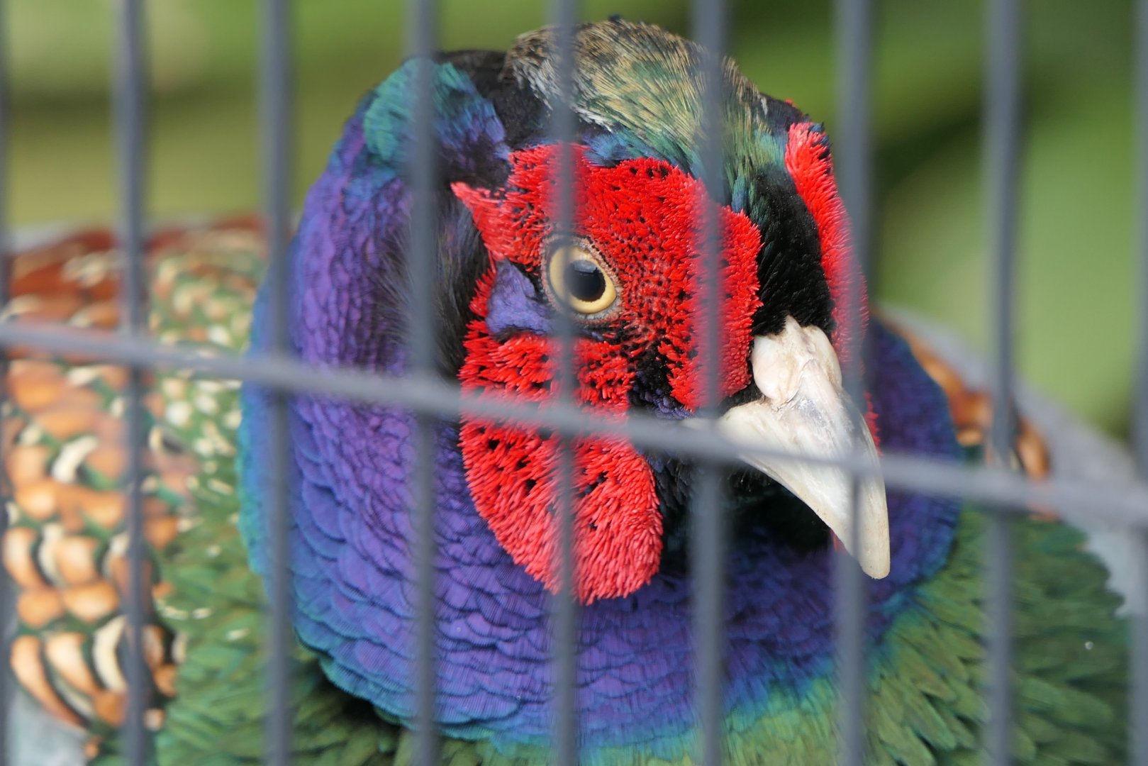 Japanese Green Pheasant (Phasianus versicolor)