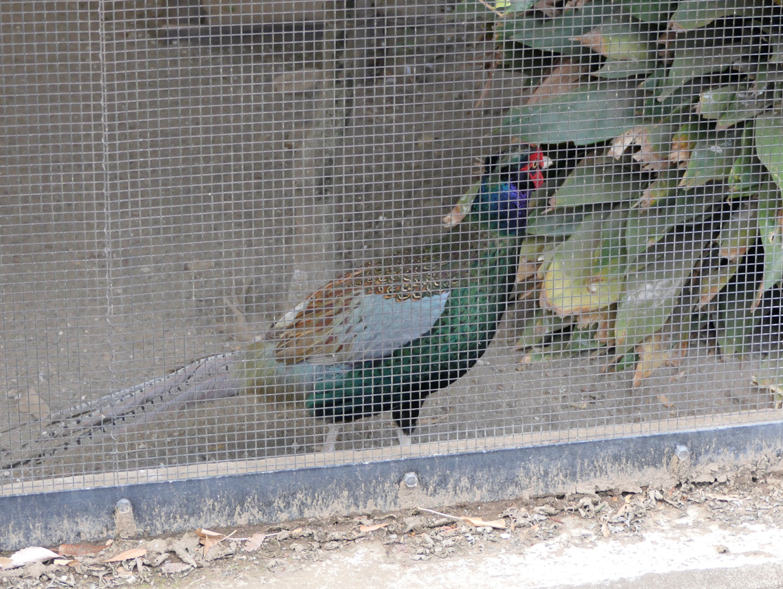 Japanese Green Pheasant (Phasianus versicolor)