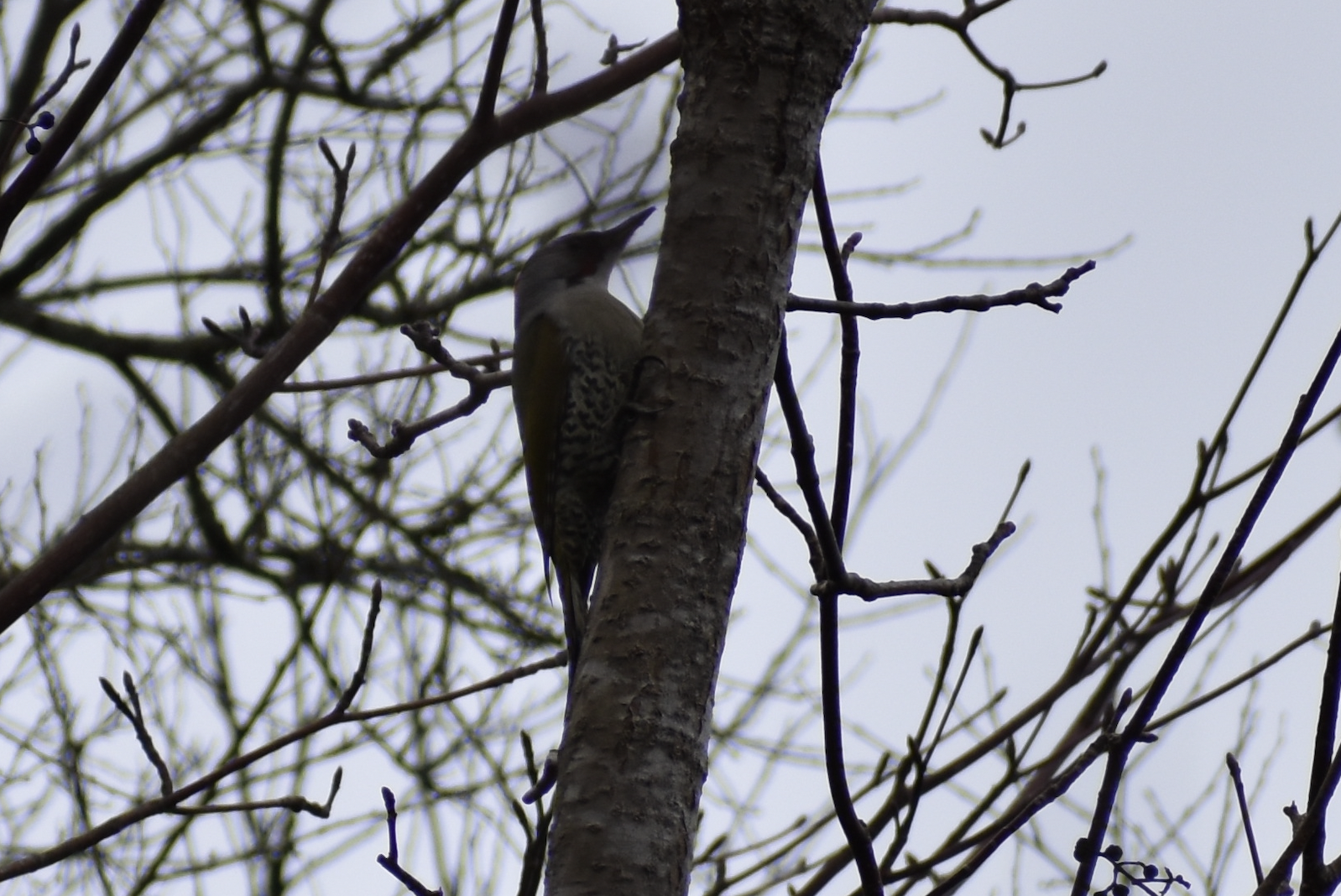 Japanese Green Woodpecker ~ Karuizawa