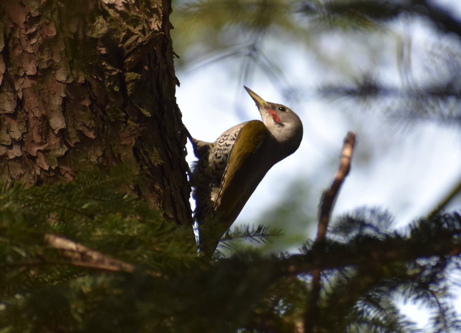 Japanese Green Woodpecker ~ Karuizawa