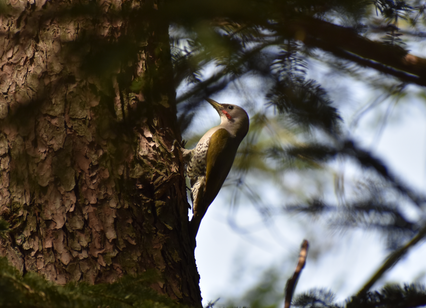 Japanese Green Woodpecker ~ Karuizawa