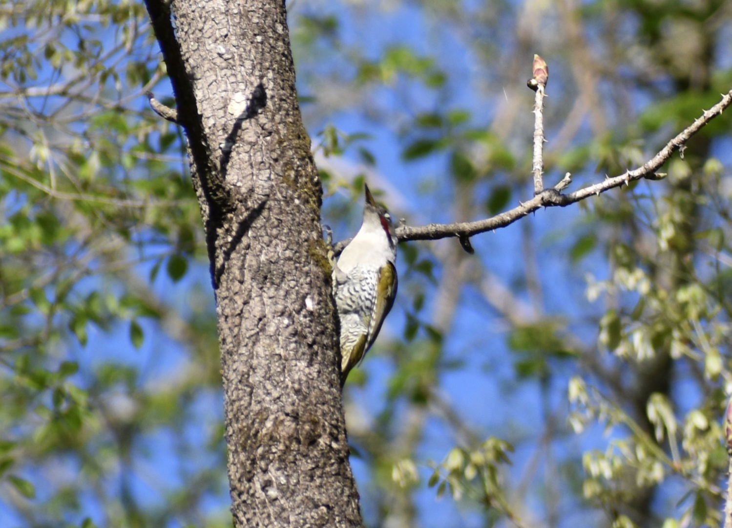 Japanese Green Woodpecker ~ Karuizawa