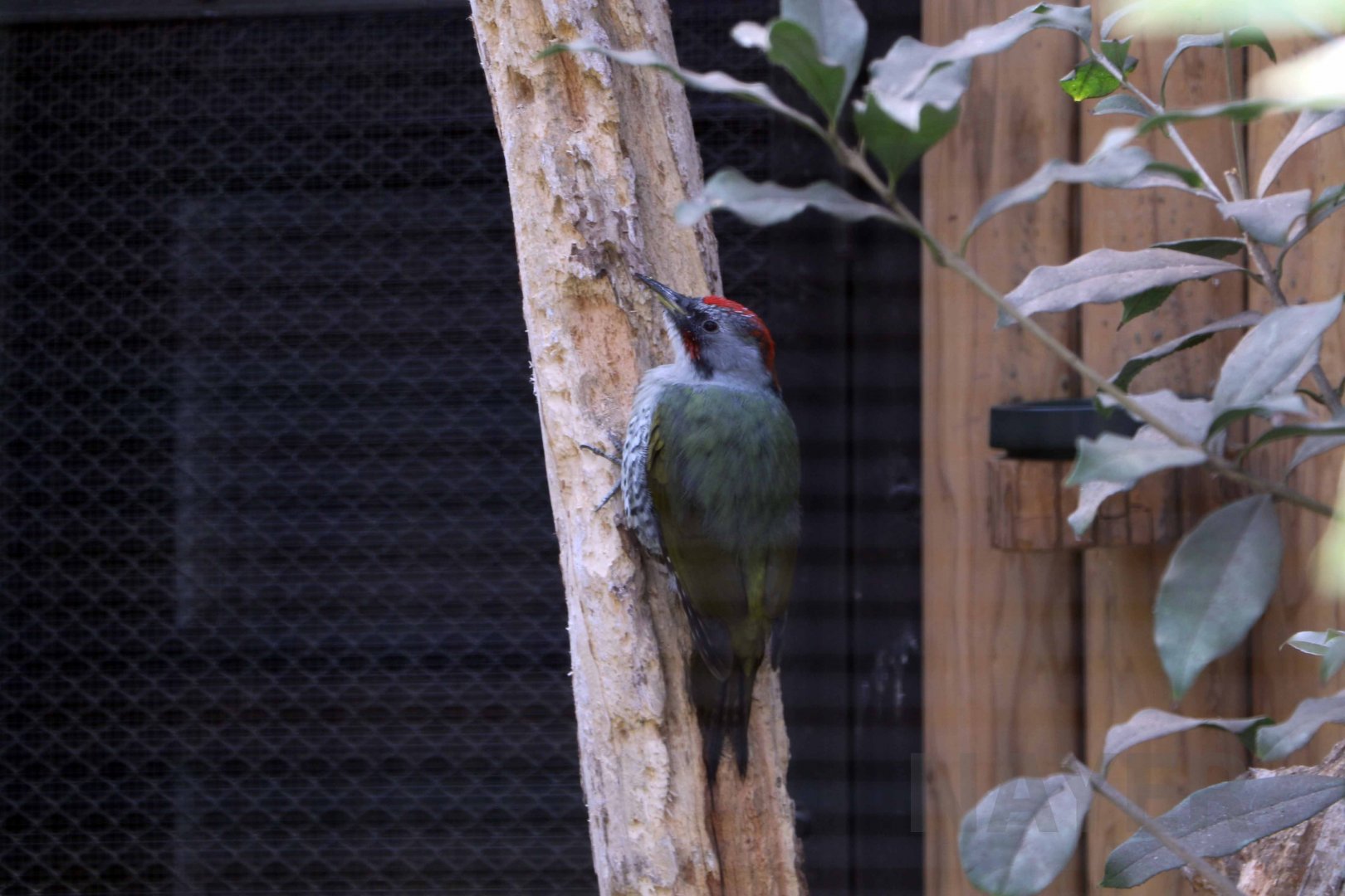 Japanese green woodpecker, October 2017