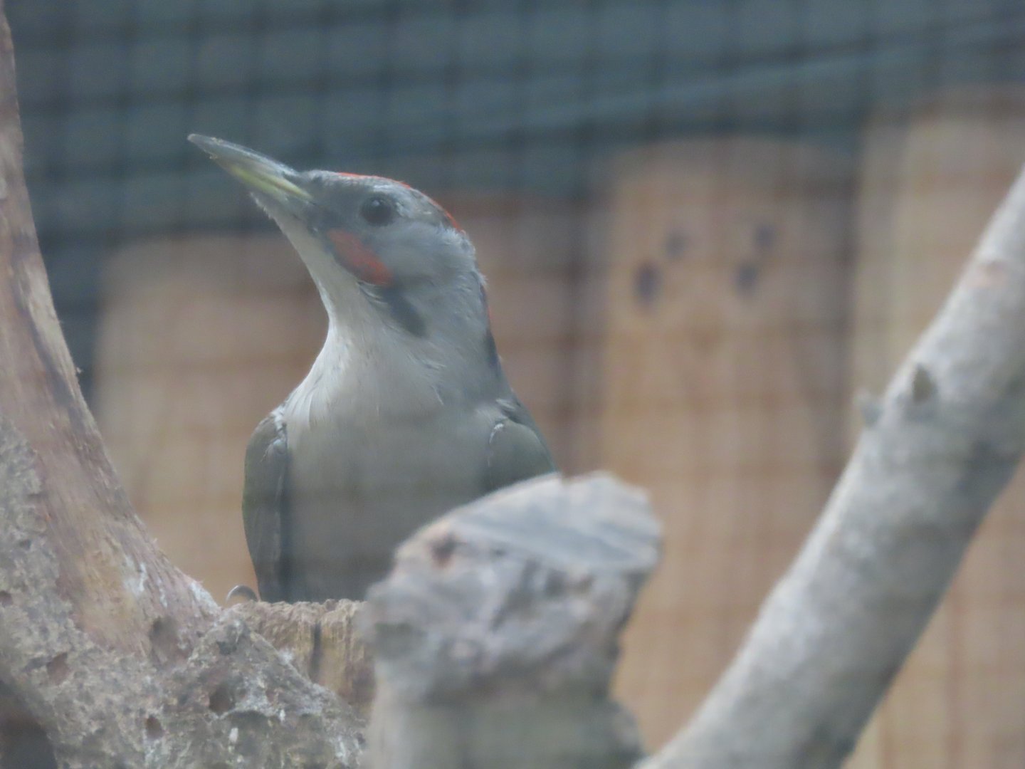 Japanese green woodpecker