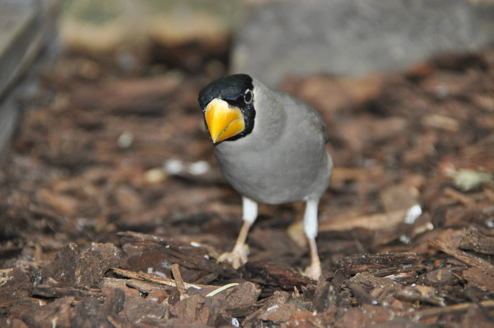 Japanese grosbeak / Eophona personata magnirostris