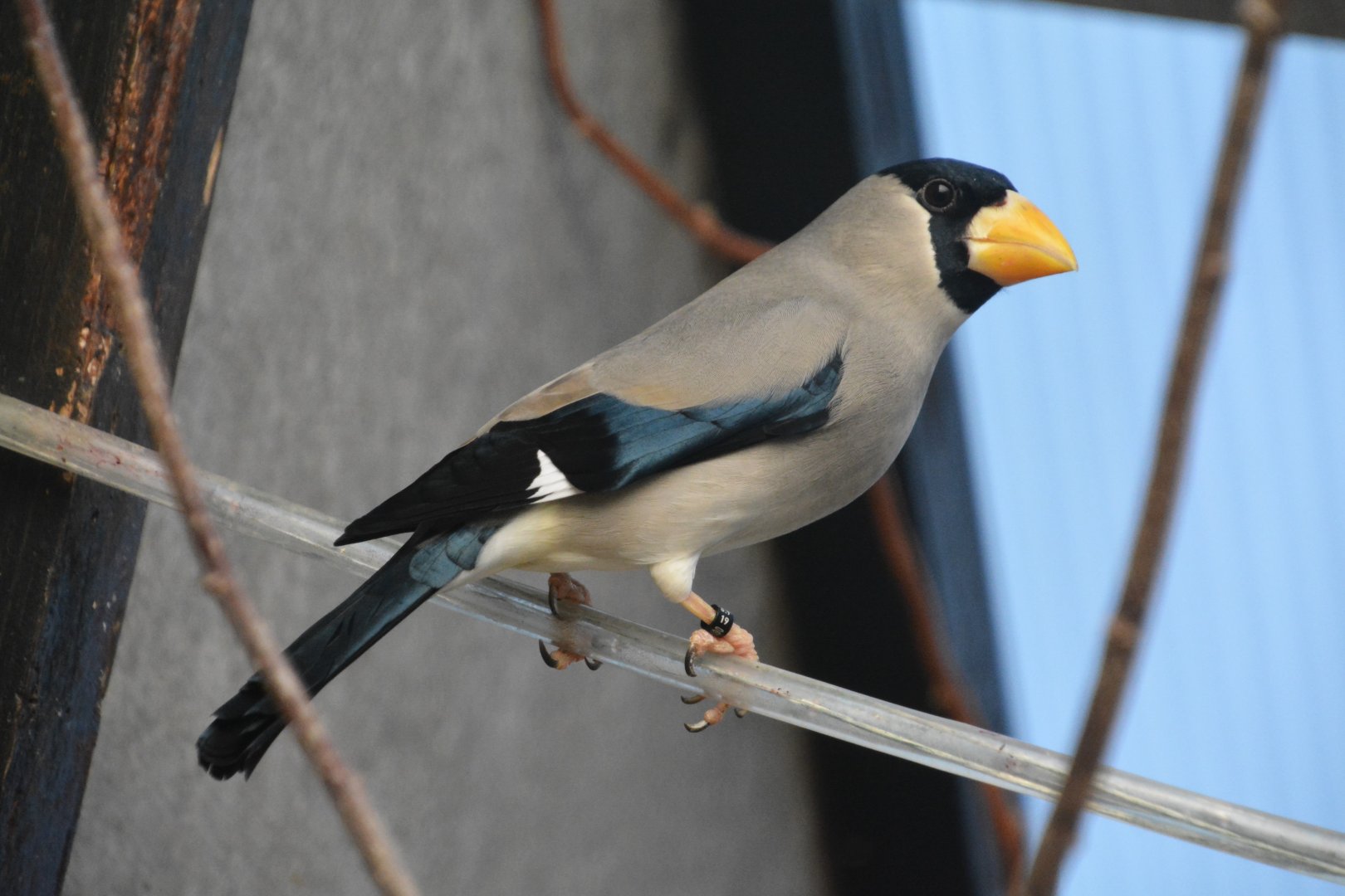 Japanese grosbeak (Eophona personata)