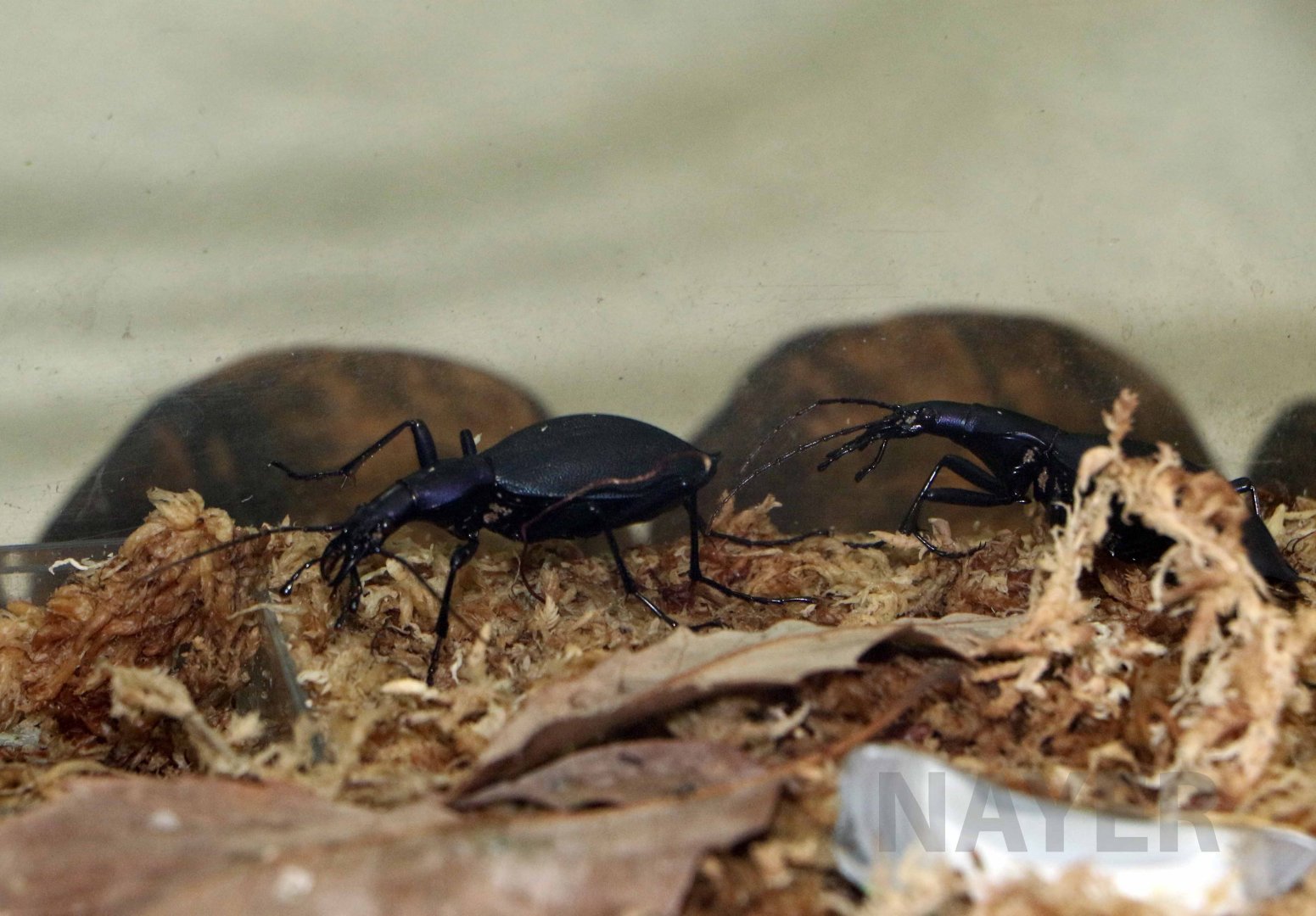 Japanese ground beetle, October 2017