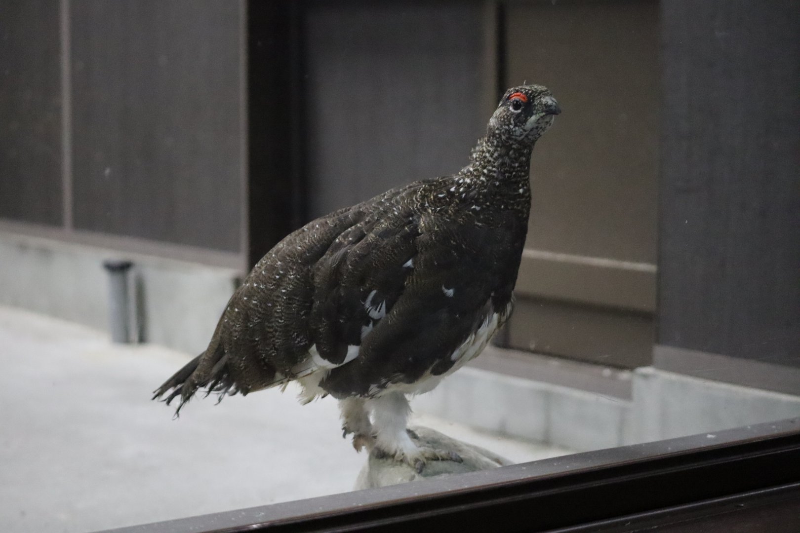Japanese Grouse (Lagopus muta japonica)