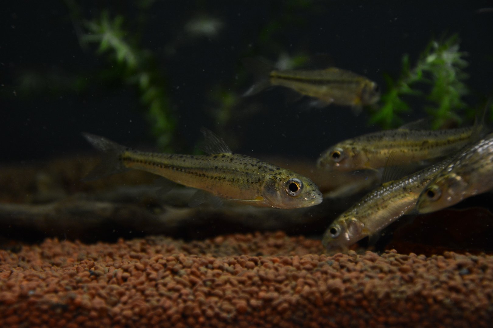 Japanese gudgeon (Squalidus japonicus japonicus)