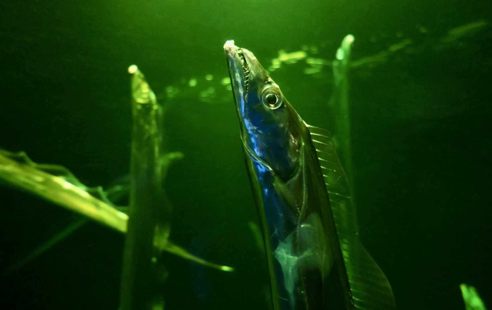 Japanese Hairtail (Trichiurus japonicus)