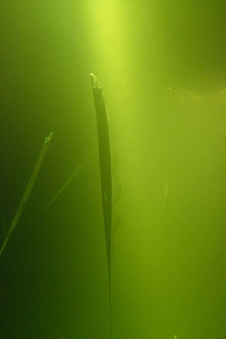Japanese Hairtail (Trichiurus japonicus)