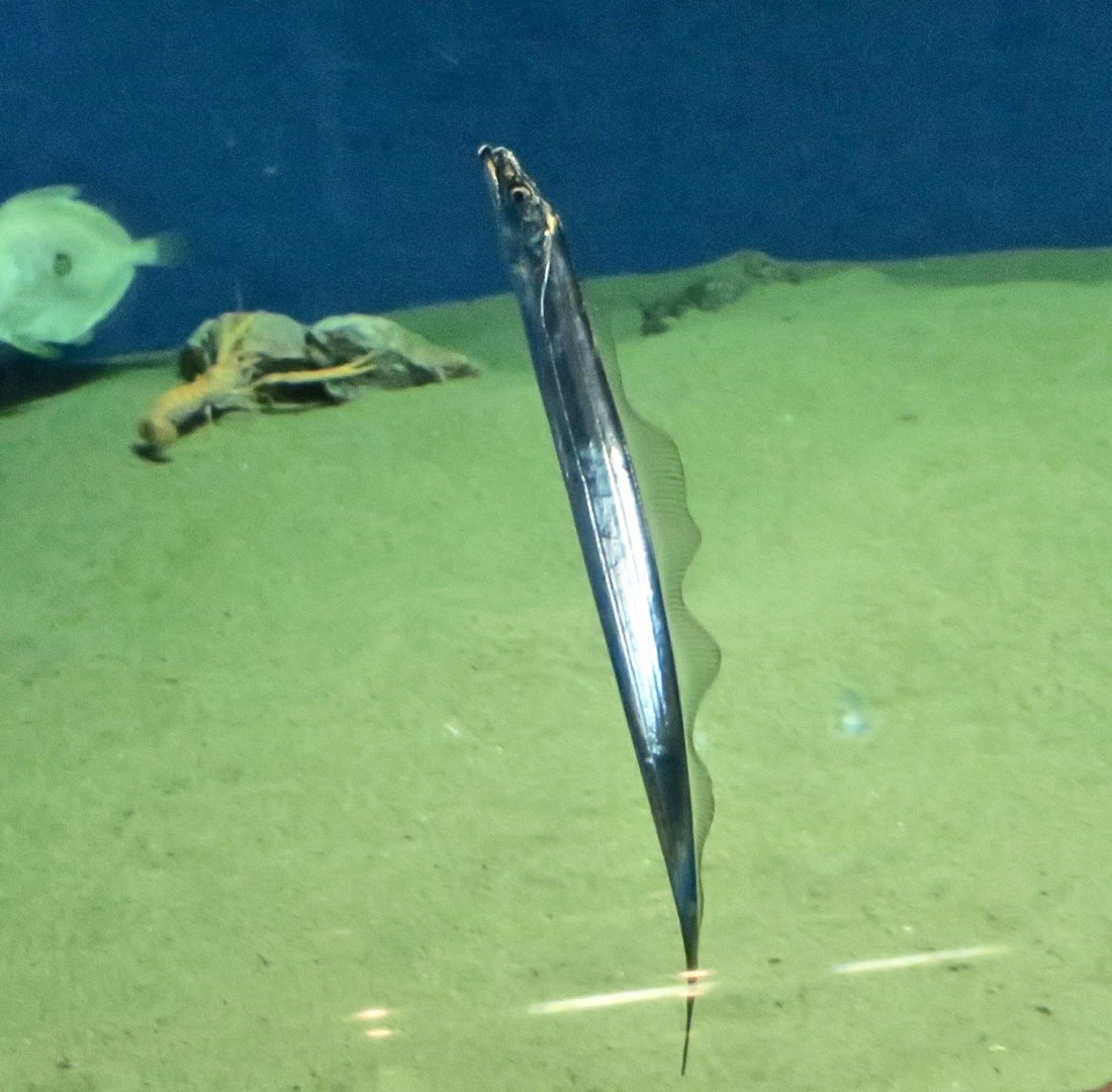 Japanese Hairtail (Trichiurus lepturus japonicus)