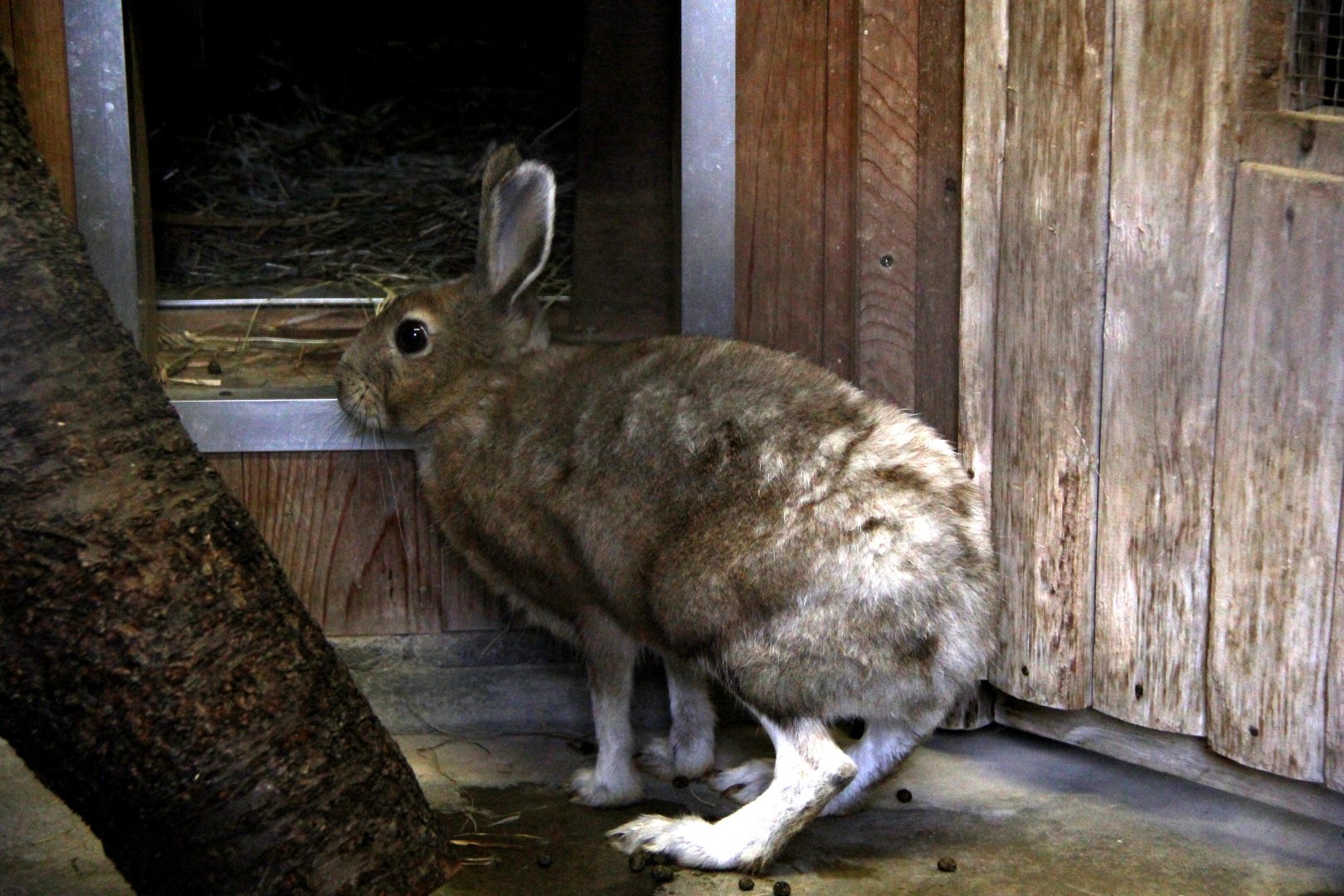 Japanese hare (Lepus brachyurus angustidens)
