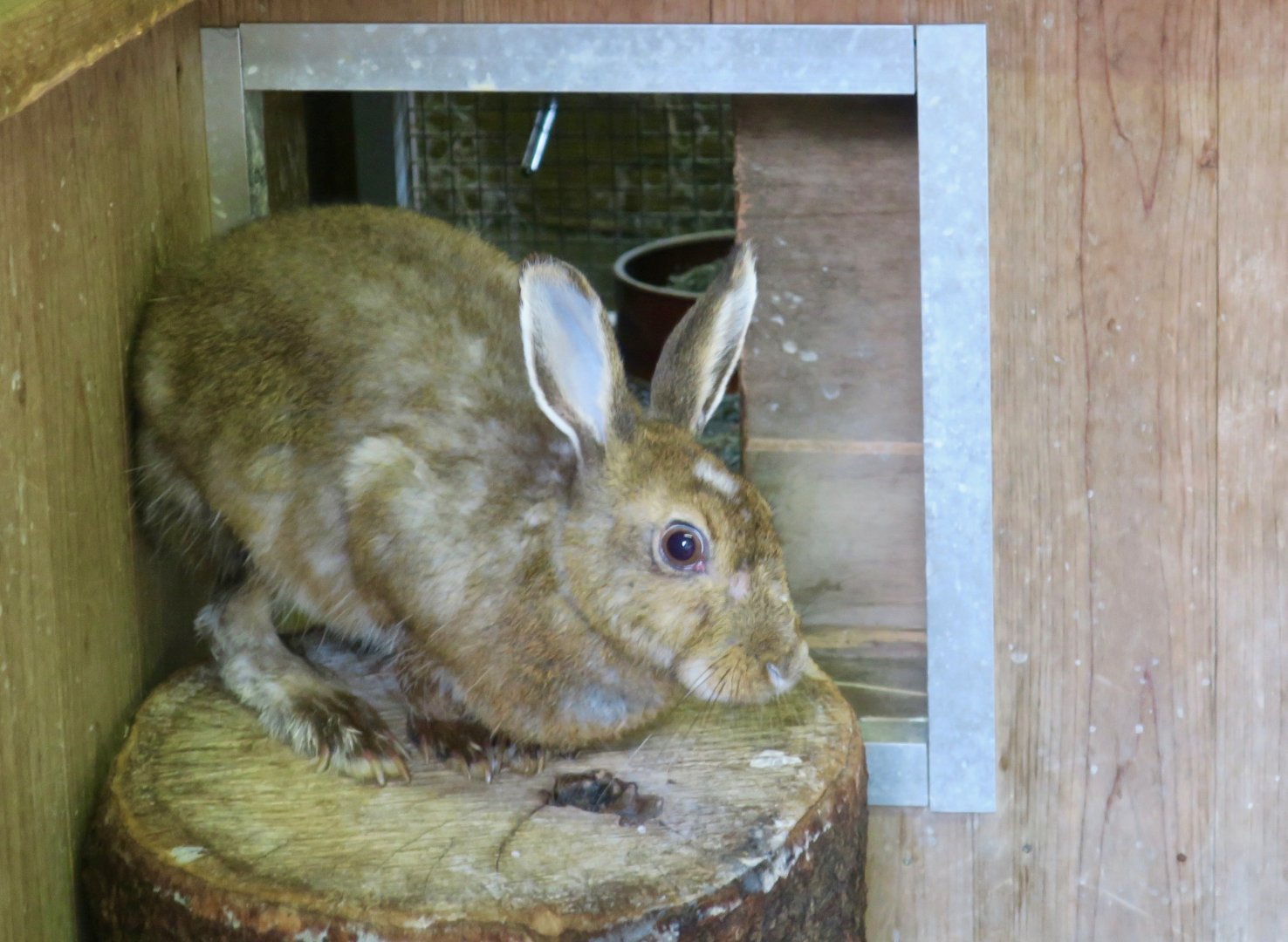 Japanese Hare (Lepus brachyurus angustidens)