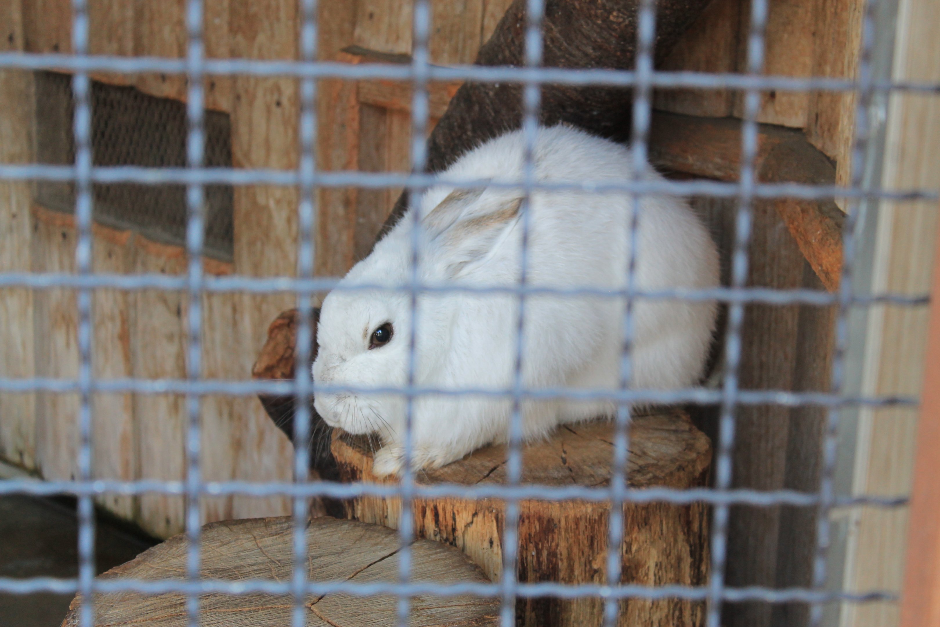 Japanese Hare (Lepus brachyurus angustidens)