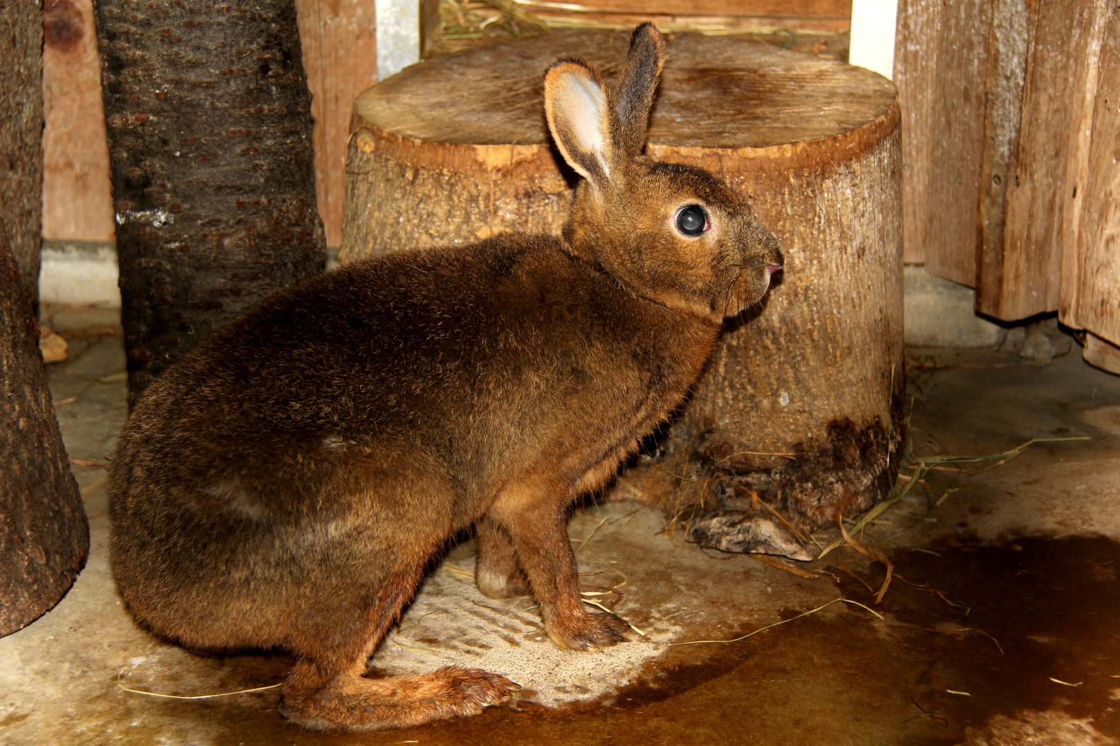 Japanese hare (Lepus brachyurus brachyurus)