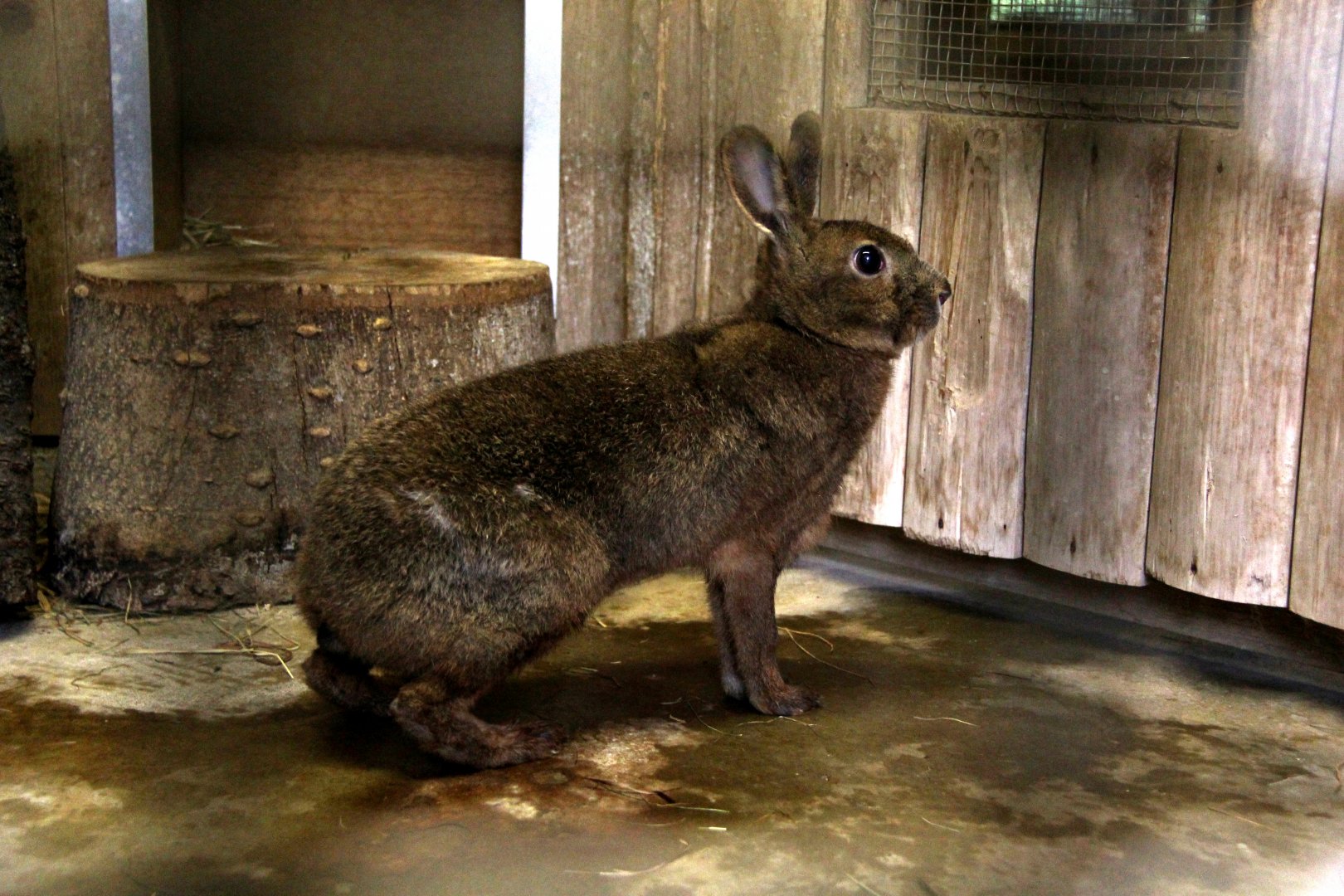 Japanese hare (Lepus brachyurus brachyurus)