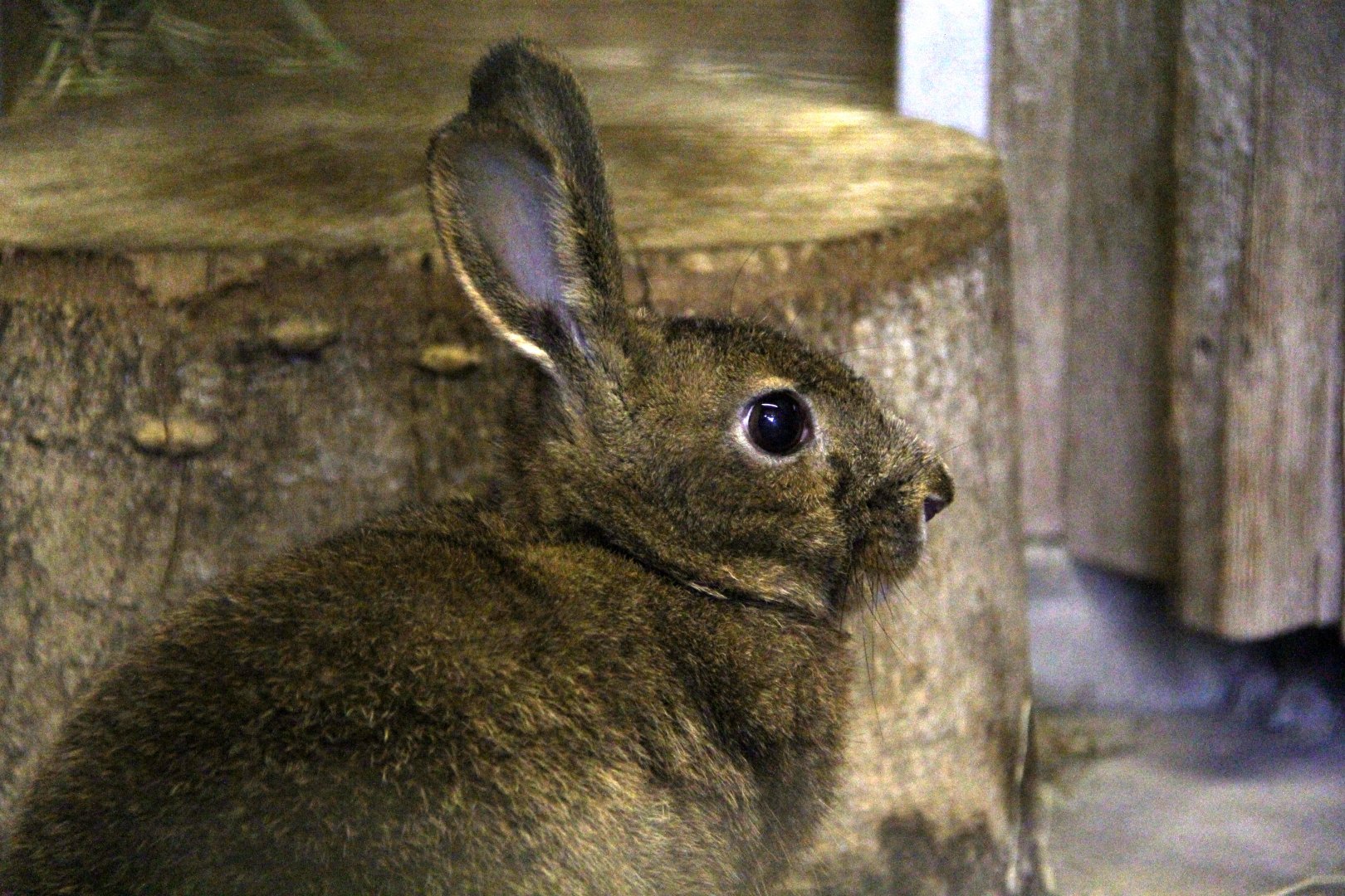 Japanese hare (Lepus brachyurus brachyurus)