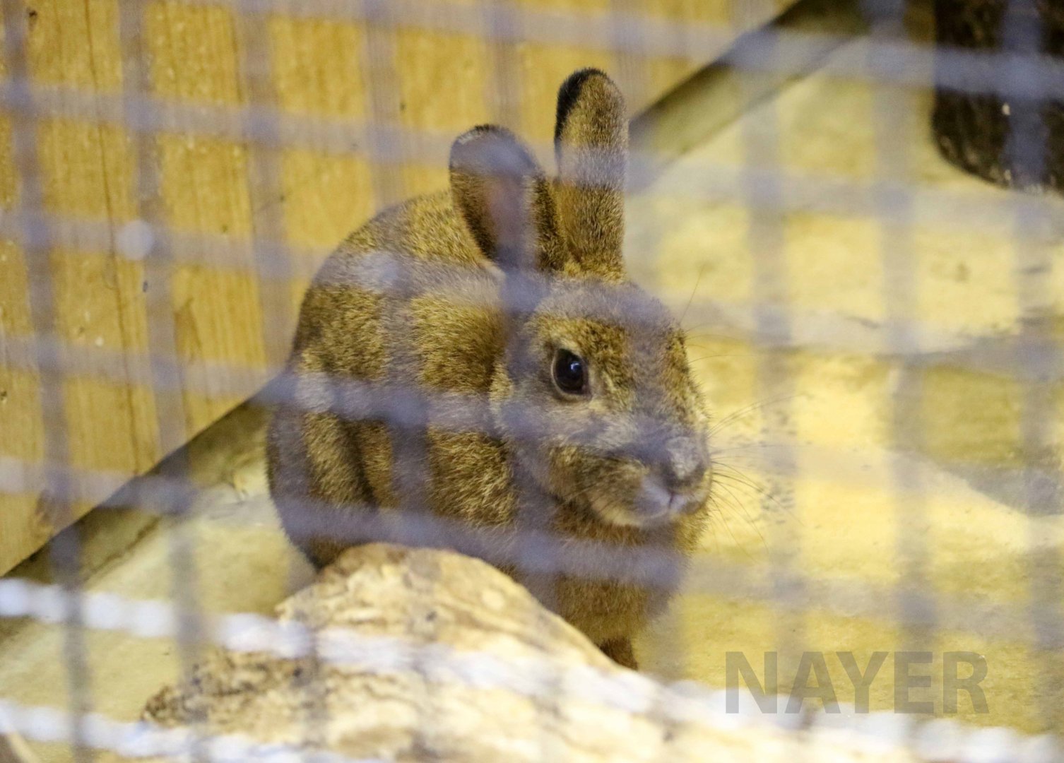 Japanese hare, October 2017