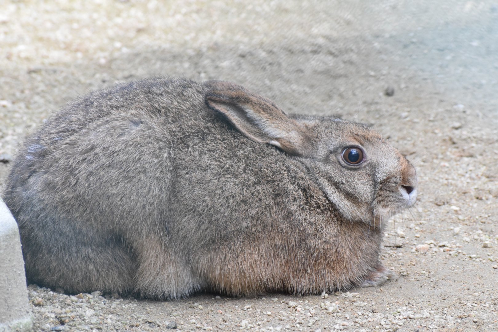 Japanese hare