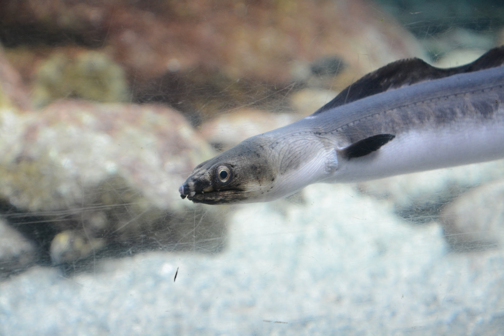 Japanese highfin snake eel (Pisoodonophis zophistius)