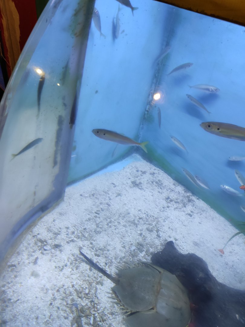 Japanese horse mackerel (Trachurus japonicus)