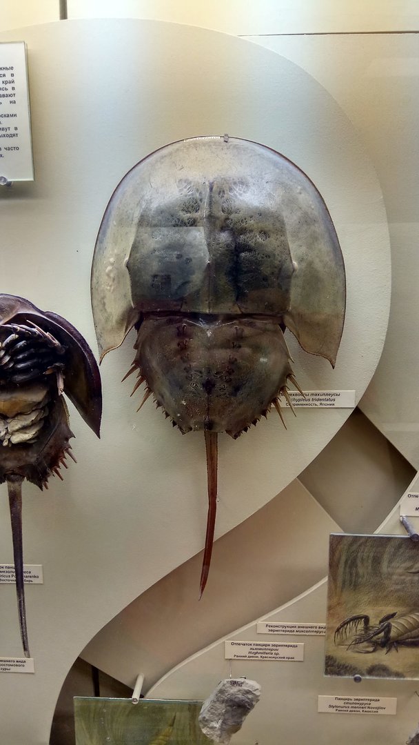 Japanese horseshoe crab (Tachypleus tridentatus)