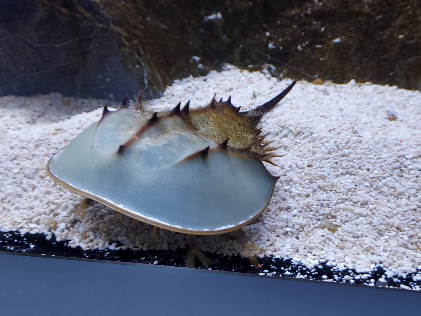 Japanese Horseshoe Crab
