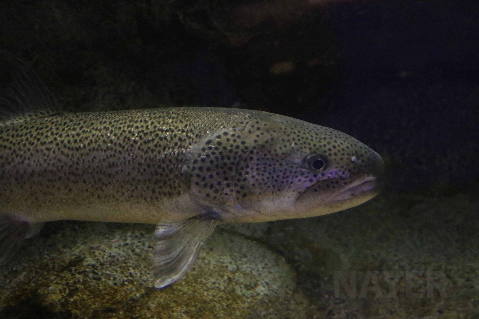 Japanese huchen, Hekinan Seaside Aquarium, October 2017