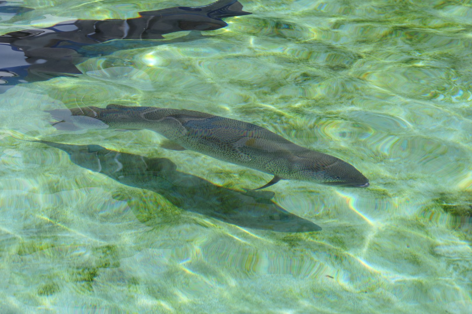Japanese Huchen (Parahucho perryi) - Uozu Aquarium
