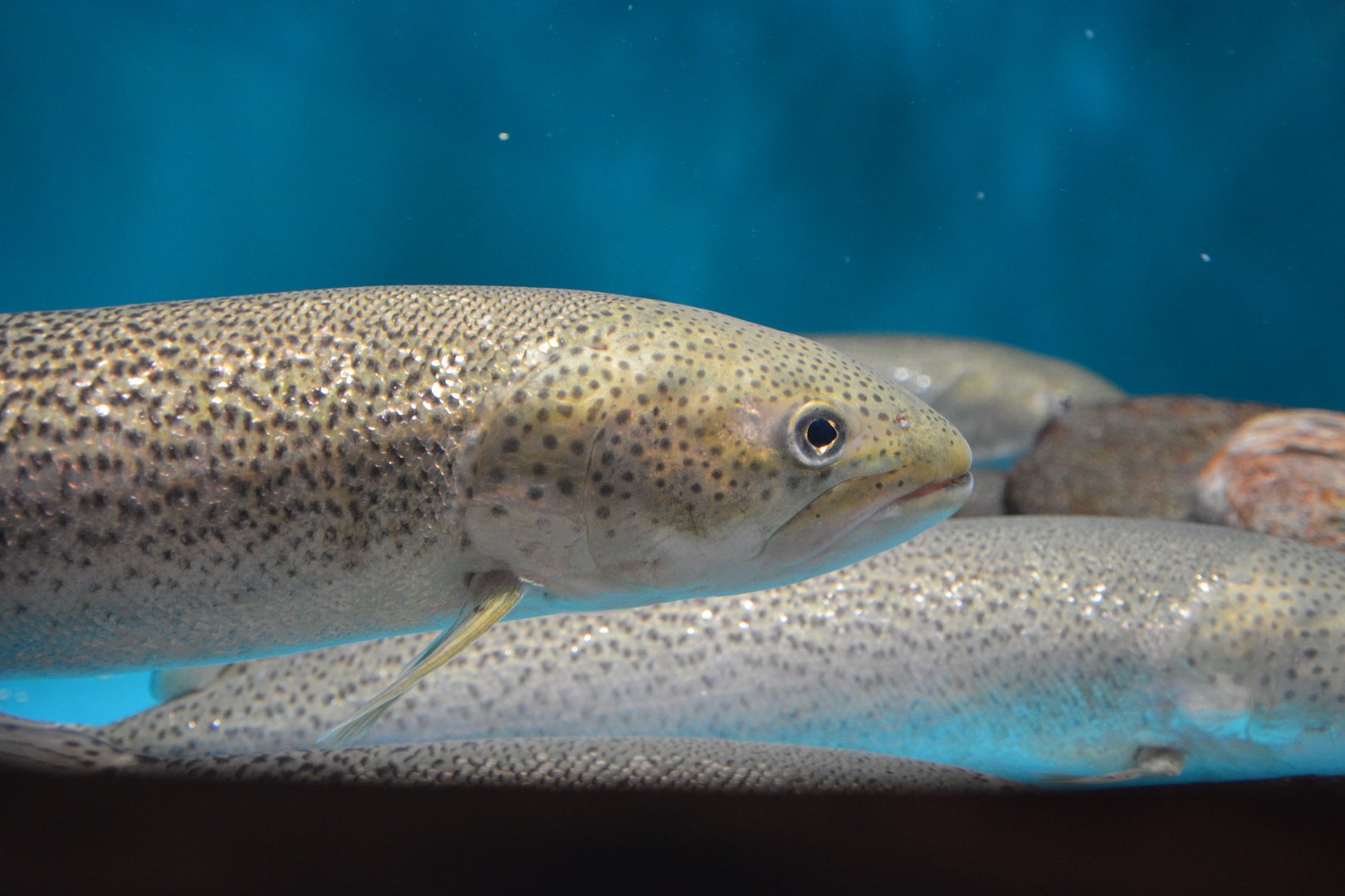 Japanese huchen (Parahucho perryi)