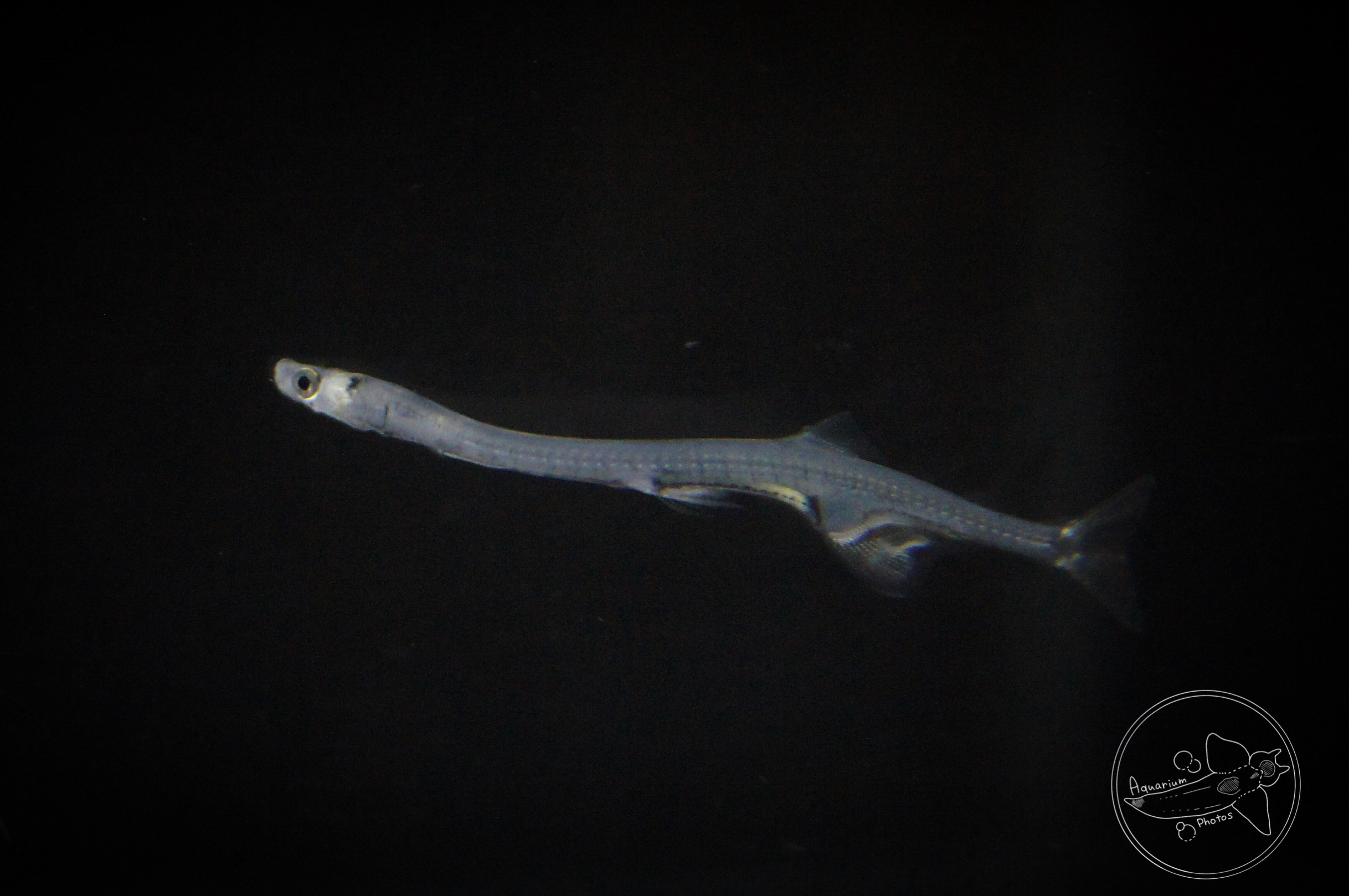 Japanese Icefish (Salangichthys microdon)