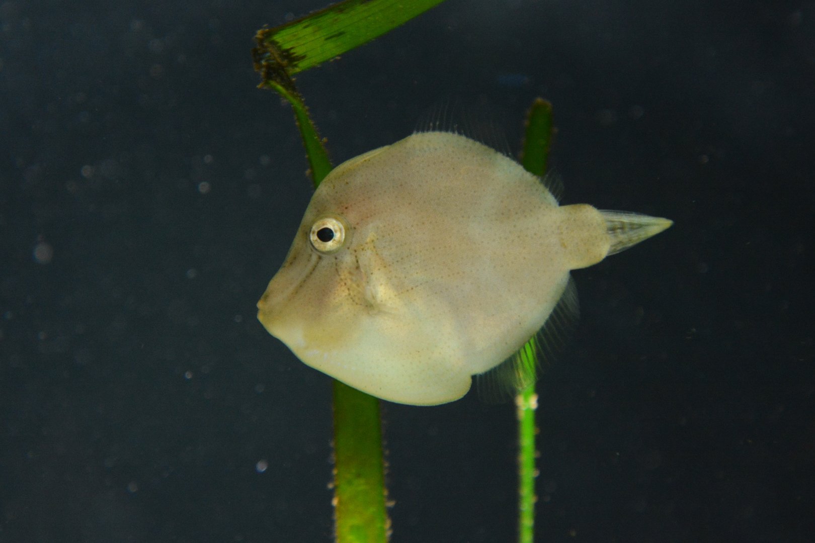 Japanese inflator filefish (Brachaluteres ulvarum)