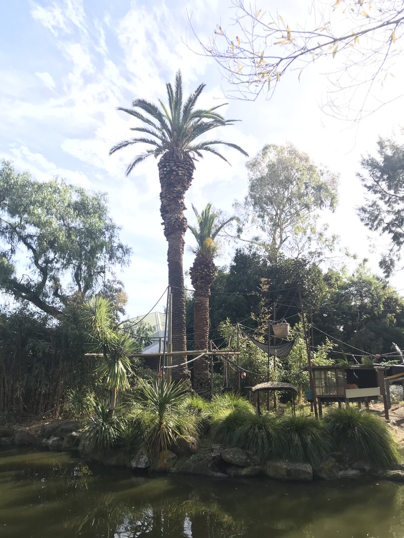 Japanese Island Saimang enclosure